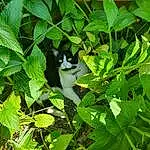Plante, Chat, Leaf, Branch, Botany, Carnivore, Felidae, Herbe, Arbre, Woody Plant, Twig, Groundcover, Small To Medium-sized Cats, Queue, Shrub, Terrestrial Plant, Flowering Plant, Terrestrial Animal, Subshrub
