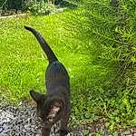 Plante, Chat, Race de chien, Felidae, Carnivore, Small To Medium-sized Cats, Faon, Herbe, Terrestrial Animal, Museau, Queue, Terrestrial Plant, Groundcover, Canidae, Arbre, Poil, Shrub, Road Surface