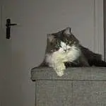 Chat, Carnivore, Felidae, Moustaches, Grey, Small To Medium-sized Cats, Faon, Bois, Queue, Museau, Hardwood, Patte, Poil, Domestic Short-haired Cat, Box