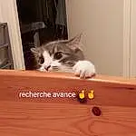 Chat, Felidae, FenÃªtre, Bois, Carnivore, Small To Medium-sized Cats, Moustaches, Comfort, Hardwood, Wood Stain, Box, Queue, Laminate Flooring, Poil, Plywood, Domestic Short-haired Cat, Room