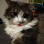 Chat, Felidae, Carnivore, Small To Medium-sized Cats, Moustaches, Faon, Door Mat, Museau, Queue, Patte, Griffe, Poil, Terrestrial Animal, Assis, Domestic Short-haired Cat, British Longhair, Maine Coon