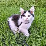 Chat, Plante, Carnivore, Felidae, Herbe, Faon, Small To Medium-sized Cats, Moustaches, Groundcover, Arbre, Queue, Pelouse, Grassland, Domestic Short-haired Cat, Herbaceous Plant, Poil, Terrestrial Animal, Herb, Chien de compagnie
