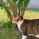 Chat, Felidae, Small To Medium-sized Cats, Arbre, Moustaches, Chat tigrÃ©, European Shorthair, Herbe, Domestic Short-haired Cat, Carnivore, Chat de lâ€™EgÃ©e, Plante, Woody Plant, Museau, American Wirehair, Chatons, Queue, Poil, German Rex, Branch