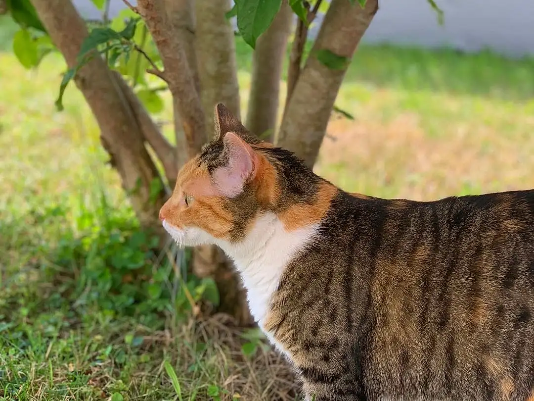 Chat, Felidae, Small To Medium-sized Cats, Arbre, Moustaches, Chat tigrÃ©, European Shorthair, Herbe, Domestic Short-haired Cat, Carnivore, Chat de lâ€™EgÃ©e, Plante, Woody Plant, Museau, American Wirehair, Chatons, Queue, Poil, German Rex, Branch