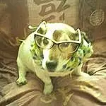 Chien, Vision Care, Race de chien, Carnivore, Moustaches, Faon, Chien de compagnie, Working Animal, Museau, Eyewear, Toy Dog, Personal Protective Equipment, Goggles, Poil, Canidae, Guard Dog, Sunglasses, Non-sporting Group, Chiots