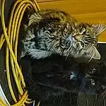 Chat, Felidae, Carnivore, Moustaches, Small To Medium-sized Cats, Queue, Terrestrial Animal, Poil, Domestic Short-haired Cat, Electric Blue, Wire, Griffe, Cable, Big Cats, Electrical Supply, Computer Hardware, Electrical Wiring, Patte, Cable Management