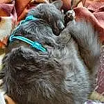 Chien, Race de chien, Carnivore, Liver, Felidae, Faon, Chien de compagnie, Moustaches, Small To Medium-sized Cats, Wrinkle, Comfort, Museau, Working Animal, Poil, Dog Collar, Canidae, Griffe, Collar, Sieste