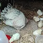Bird, Egg, Chicken, Galliformes, Pigeons And Doves