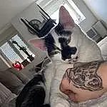 Chat, Jambe, Felidae, Comfort, Carnivore, Small To Medium-sized Cats, Gesture, Moustaches, Thigh, Lap, Human Leg, FenÃªtre, Poil, Temporary Tattoo, Assis, Foot, Domestic Short-haired Cat, Houseplant
