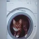 Chat, Washing Machine, Clothes Dryer, Laundry Room, Carnivore, Felidae, Home Appliance, Small To Medium-sized Cats, Moustaches, Major Appliance, Laundry, Circle, Cat Supply, Door, Domestic Short-haired Cat, Queue, Fixture, Poil, Room