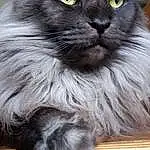 Chat, Yeux, Felidae, Carnivore, Iris, Small To Medium-sized Cats, Moustaches, Grey, Museau, Bois, Poil, Hardwood, Terrestrial Animal, British Longhair, Domestic Short-haired Cat, FenÃªtre, Chats noirs, Queue, Varnish