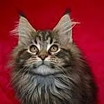 Chat, Small To Medium-sized Cats, Felidae, Domestic Long-haired Cat, Moustaches, Carnivore, Maine Coon, NorvÃ©gien, SibÃ©rien, Asian Semi-longhair, British Semi-longhair, Ragamuffin, Chatons, American Curl, Napoleon Cat, Poil, Asiatique, Persan