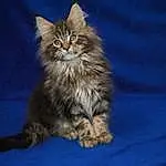 Chat, Small To Medium-sized Cats, Felidae, Moustaches, Carnivore, Domestic Long-haired Cat, SibÃ©rien, NorvÃ©gien, Maine Coon, Pixie-bob, Asian Semi-longhair, Chatons, British Semi-longhair, Chat tigrÃ©, Ragamuffin, Poil, Chat sauvage, American Bobtail
