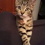 Chat, Small To Medium-sized Cats, Felidae, Moustaches, Chat tigré, European Shorthair, Carnivore, Dragon Li, Chatons, American Shorthair, Californian Spangled, Domestic Short-haired Cat, Asiatique, Arabian Mau, American Wirehair, Egyptian Mau, Toyger, Sokoke