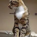 Chat, Small To Medium-sized Cats, Felidae, Moustaches, Domestic Short-haired Cat, Chat tigré, Carnivore, European Shorthair, Chatons, American Shorthair, Technology, American Wirehair, Polydactyl Cat, Patte, Chat de l’Egée, Asiatique, Queue, Dragon Li