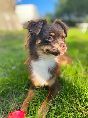 Nom Chihuahua Chien Roby