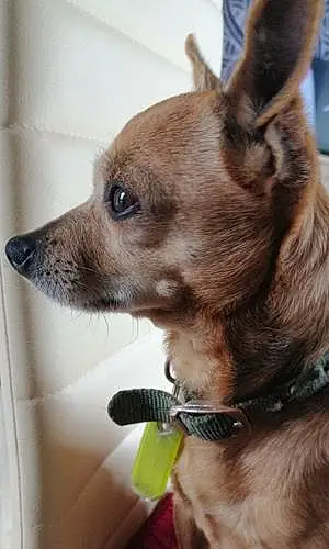 Nom Chihuahua Chien Modjo
