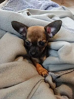 Nom Chihuahua Chien Stella
