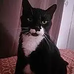 Head, Chat, Yeux, Human Body, Carnivore, Felidae, Iris, Small To Medium-sized Cats, Moustaches, Comfort, Museau, Queue, Domestic Short-haired Cat, Poil, Formal Wear, Chats noirs, FenÃªtre, Assis, Stairs, Patte