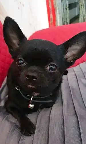 Nom Chihuahua Chien Sierra