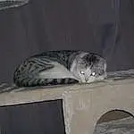 Chat, Felidae, Carnivore, Small To Medium-sized Cats, Moustaches, Bois, Grey, Queue, Museau, Poil, Domestic Short-haired Cat, Terrestrial Animal, Patte, Hardwood, Fenêtre, Room