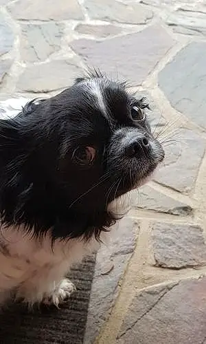 Nom Chihuahua Chien Milou