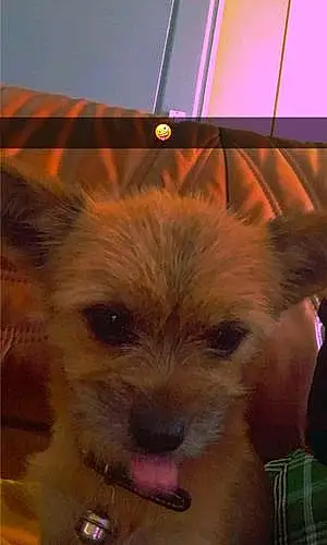 Nom Chihuahua Chien Loocky