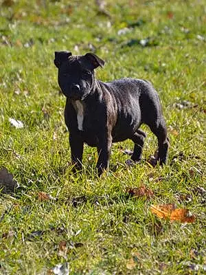 Staffordshire Bull Terrier Chien Skyla