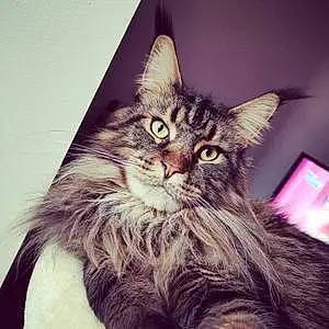 Nom Maine Coon Chat Mona