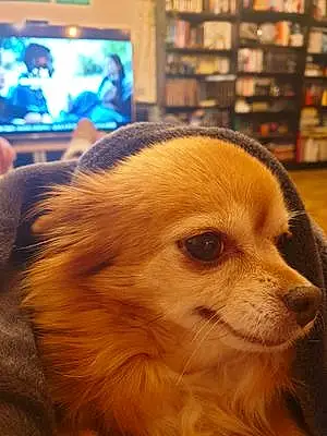Nom Chihuahua Chien Fanny