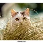 Chat, Moustaches, Felidae, Small To Medium-sized Cats, Carnivore, Close-up, Yeux, Museau, Angora turc, Chatons, Poil, Photography, Turc de Van, Faon, Oreille, Ojos Azules, Ragdoll, Domestic Short-haired Cat