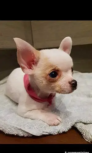 Nom Chihuahua Chien Olive