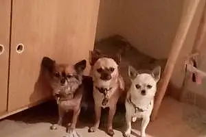 Nom Chihuahua Chien Oskar