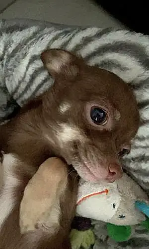 Nom Chihuahua Chien Nila