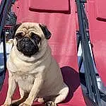 Carlin, Chien, Race de chien, Carnivore, Chien de compagnie, Arbre, Faon, Ciel, Museau, Wrinkle, Canidae, Toy Dog, Working Animal, Non-sporting Group, Automotive Wheel System, Ancient Dog Breeds, Automotive Tire, Herbe, Magenta