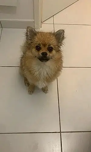 Nom Chihuahua Chien Malia