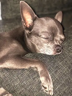 Nom Chihuahua Chien Nalya