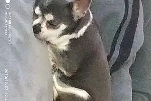 Nom Chihuahua Chien Gandhi