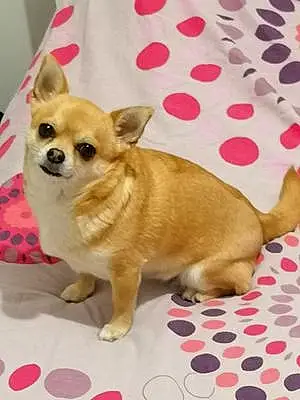 Nom Chihuahua Chien Oria
