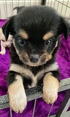 Nom Chihuahua Chien Peppa