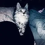 Chat, Small To Medium-sized Cats, Felidae, Ciel, Moustaches, Night, Carnivore, Darkness, NorvÃ©gien, Domestic Long-haired Cat, Poil, Chatons, Cloud, SibÃ©rien, European Shorthair