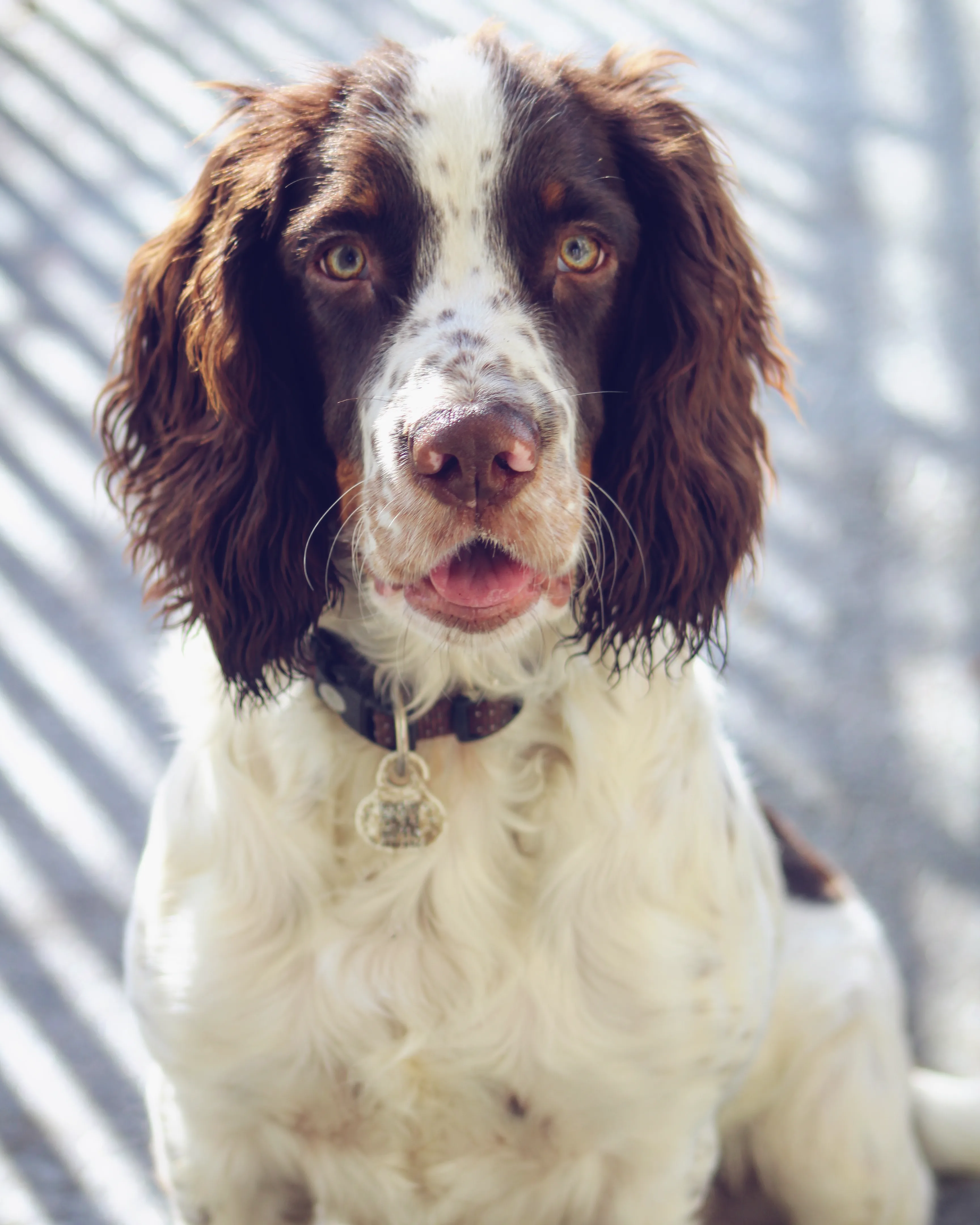 Chien, Carnivore, Race de chien, Liver, Chien de compagnie, Museau, Dog Collar, Moustaches, Canidae, Poil, Gun Dog, Pont-audemer Spaniel, Ã‰pagneul, Working Animal, Hunting Dog, Working Dog
