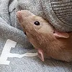 Rat, Hamster, Mouse, Peau, Muridae, Muroidea, Nez, Rodent, Museau, Gerbil, Beige, Pest, Faon, Poil, Moustaches