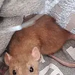 Rat, Mouse, Hamster, Muridae, Muroidea, Rodent, Gerbil, Faon, Moustaches, Museau, Pest, Dormouse
