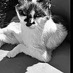 Chat, Felidae, Carnivore, Gesture, Black-and-white, Style, Small To Medium-sized Cats, Moustaches, Noir & Blanc, Museau, Monochrome, Queue, Poil, Domestic Short-haired Cat, Patte, Human Leg, Happy, Stock Photography, Comfort, Griffe