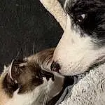 Chien, Chat, Carnivore, Moustaches, Race de chien, Silken Windhound, Chien de compagnie, Museau, Small To Medium-sized Cats, Felidae, Thai, Balinais, Collar, Siamois, Working Animal, Borzoi, Poil, Domestic Short-haired Cat, Monochrome, Patte