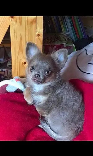 Nom Chihuahua Chien Rya