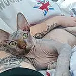 Chat, Donskoy, Blanc, Sphynx, Felidae, Carnivore, Gesture, Small To Medium-sized Cats, Comfort, Faon, Moustaches, Flag Of The United States, Sleeve, Museau, Linens, Star, Symbol, Human Leg, Elbow, Assis