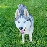 Chien, Carnivore, Race de chien, Herbe, Chien d’attelage, Plante, Museau, Chien de compagnie, Terrestrial Animal, Groundcover, Canidae, Husky de Sibérie, Grassland, Working Dog, Ancient Dog Breeds, Queue, Foot, Working Animal, Non-sporting Group