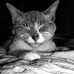 Head, Chat, Felidae, Carnivore, Grey, Style, Black-and-white, Small To Medium-sized Cats, Moustaches, Comfort, Monochrome, Noir & Blanc, Museau, Human Leg, Domestic Short-haired Cat, Patte, Poil, Queue, Griffe